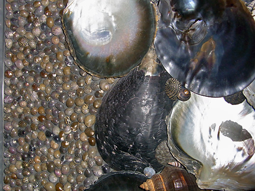 115.1:500:375:0:0:1213f:none:0:1:小さい貝殻、大きい貝殻がびっしりと壁を覆っています。自然の造形美。: